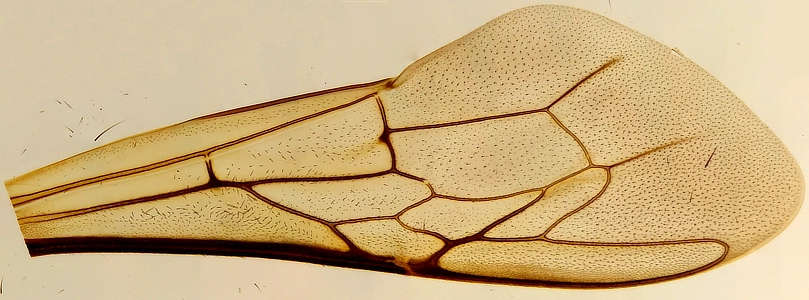 Bee Wings